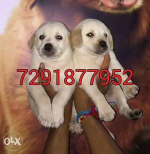 Kapil pets Golden labrador pups available