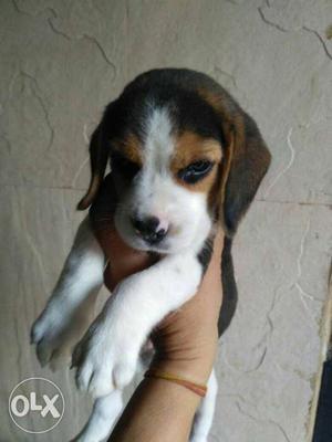 Kapil pets beagle pup's available
