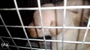 Lab only female puppies for sale at low price cal