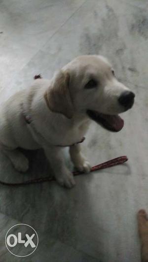 Labra dog, 3.5 months