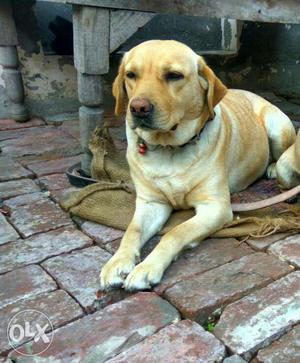 Labra dog female ready to breed for sale