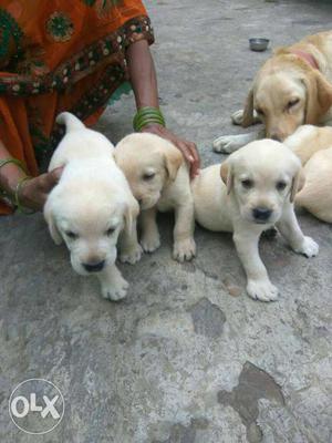 Labrador and Beagle Puppies available for sale