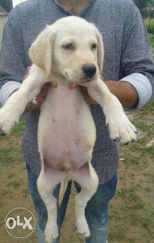 Labrador creem male black female puppy Cash on