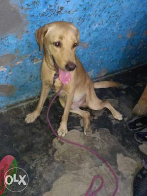 Labrador dog for sale 5 month ka h