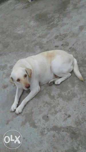 Labrador female available for sell me