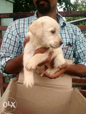 Labrador female puppies show quality pets at