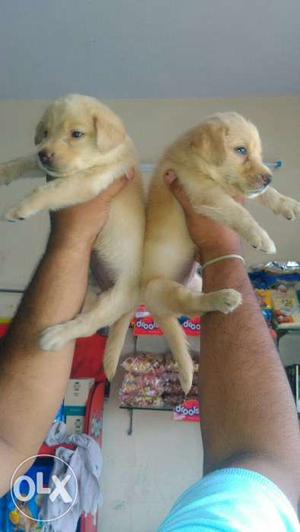 Labrador good quality pups reddy for new home