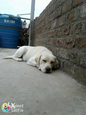 Labrador male available for sell 11 month ka