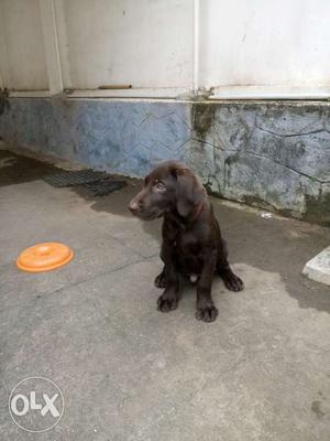 Labrador puppy 3months..chocolate