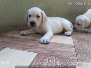 Labrador puppy / dog for sale find a hardworking buddy in