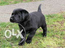 Labrador puppy for sell four month old female..