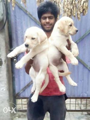 Labrador puppy's available in Vadodara amazing