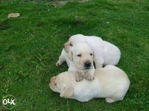 Labrador retriever male and female puppy call me