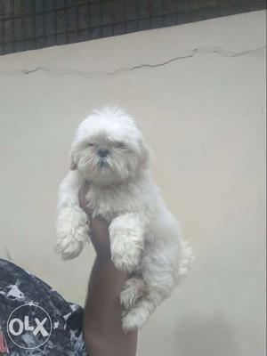 Lahsa apso show quality puppies available only