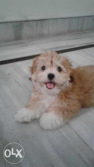 Lasha apsho 4 month puppy for Sohan lal