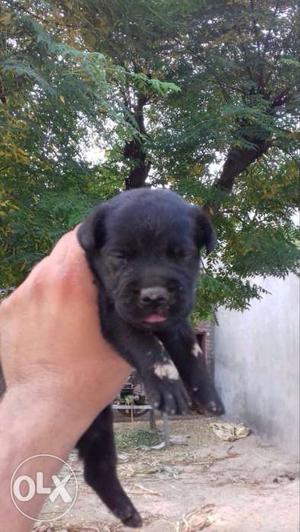 Lebra male pup full healthy full active top breed