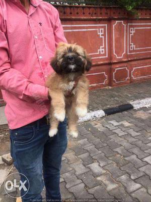 Lhasa Apso puppies/ dogs for sale find a cautious buddy in