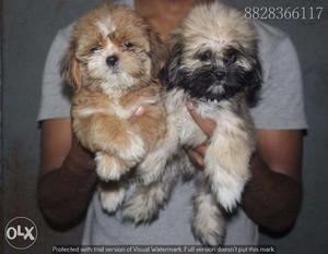 Lhasa Apso puppies/dogs for sale find a dignified bud in