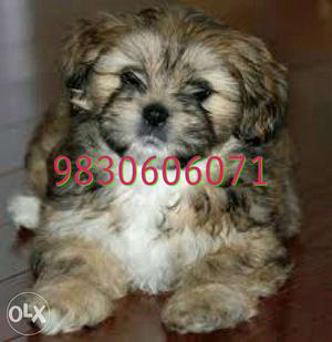 Lhasa apso male puppy available for good homes.