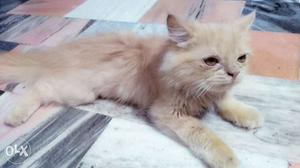 Long-fur Orange Cat