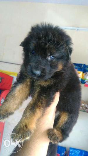 Male German shepherd puppies available