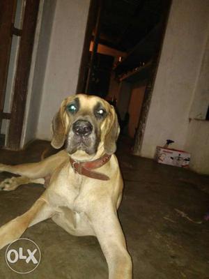 Male Great Dane available for crossing/mating