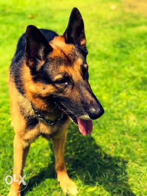 Male german sheperd mating. 6 years old