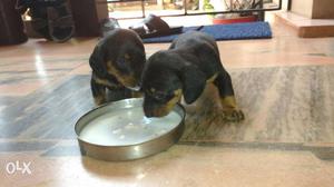 Male n female each.. dash 1 month old. / pup.