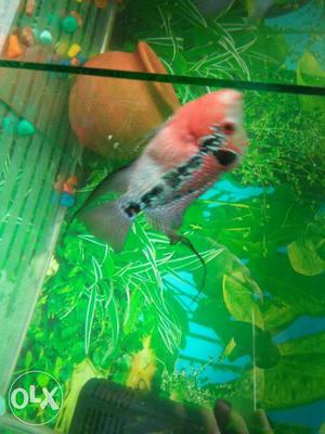 My male and female flowerhorn thai silky and red