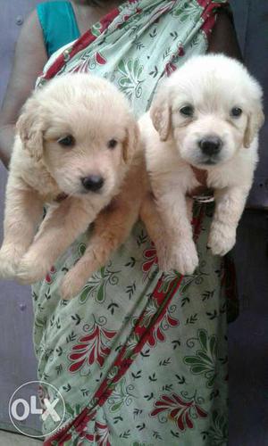 One Golden Retriever Puppies