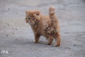 Orange And White Long-coat Kitten