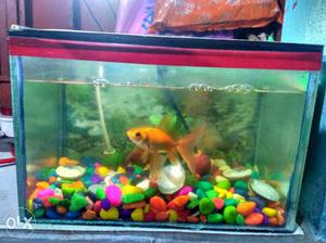 Orange Scale Tank Fish