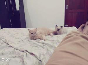 Orange Tabby And Siamese Kittens