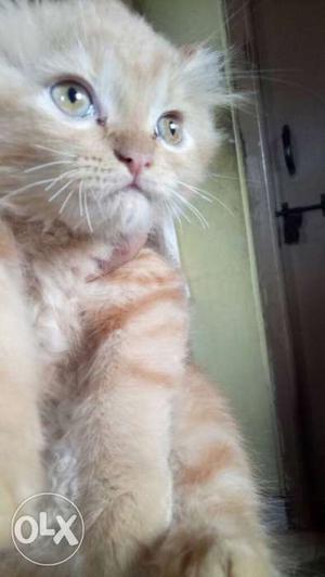 Orange Tabby kitten