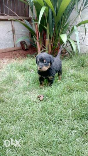 Orginal ROTTWEILER Breed Puppies, import line, Chip And
