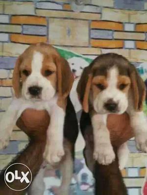 Original pic exellent quality beagle male puppy