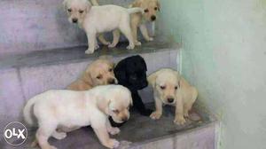 Original picture labrador female puppy avilable for sale.