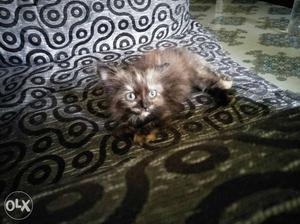 Persian Cat Small Kitten