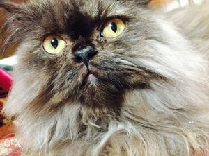 Persian cat for sale 5 months old female active