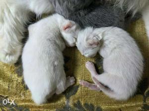 Persian kitten fpr sale  rs for one new born
