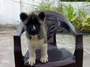 Pets club offer akita female puppy