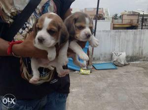 Pets club offer altimate quality beagle puppies