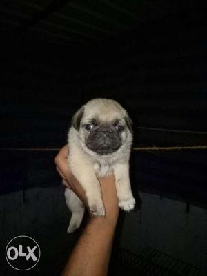 Pets club offer altimate quality pug puppies