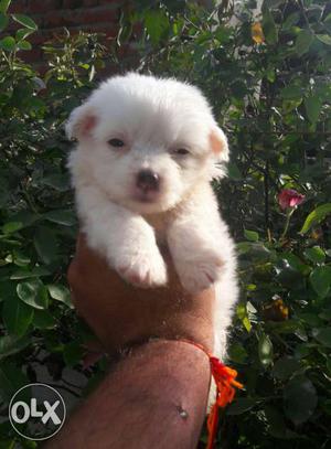 Pocket Size Male Pomeranian Pure White Colour