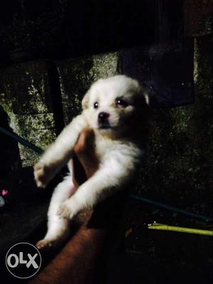 Pomeranian puppies for sale. 2 Female puppies