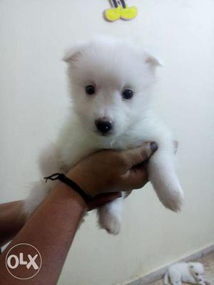 Pomerian pupies male one month only