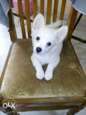Pomerian spitz male and female show quality puppies avilable