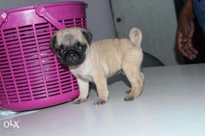 Pug heavy done size female pup in low price with free