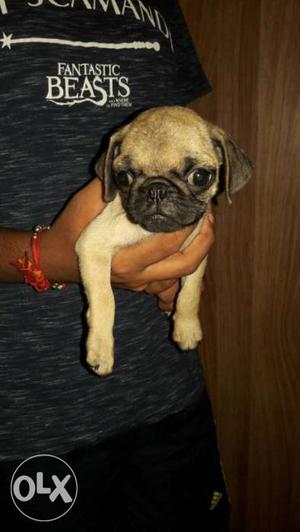 Pug male puppy available