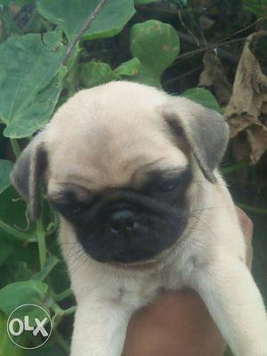 Pug pup age 35 days top show qwalty